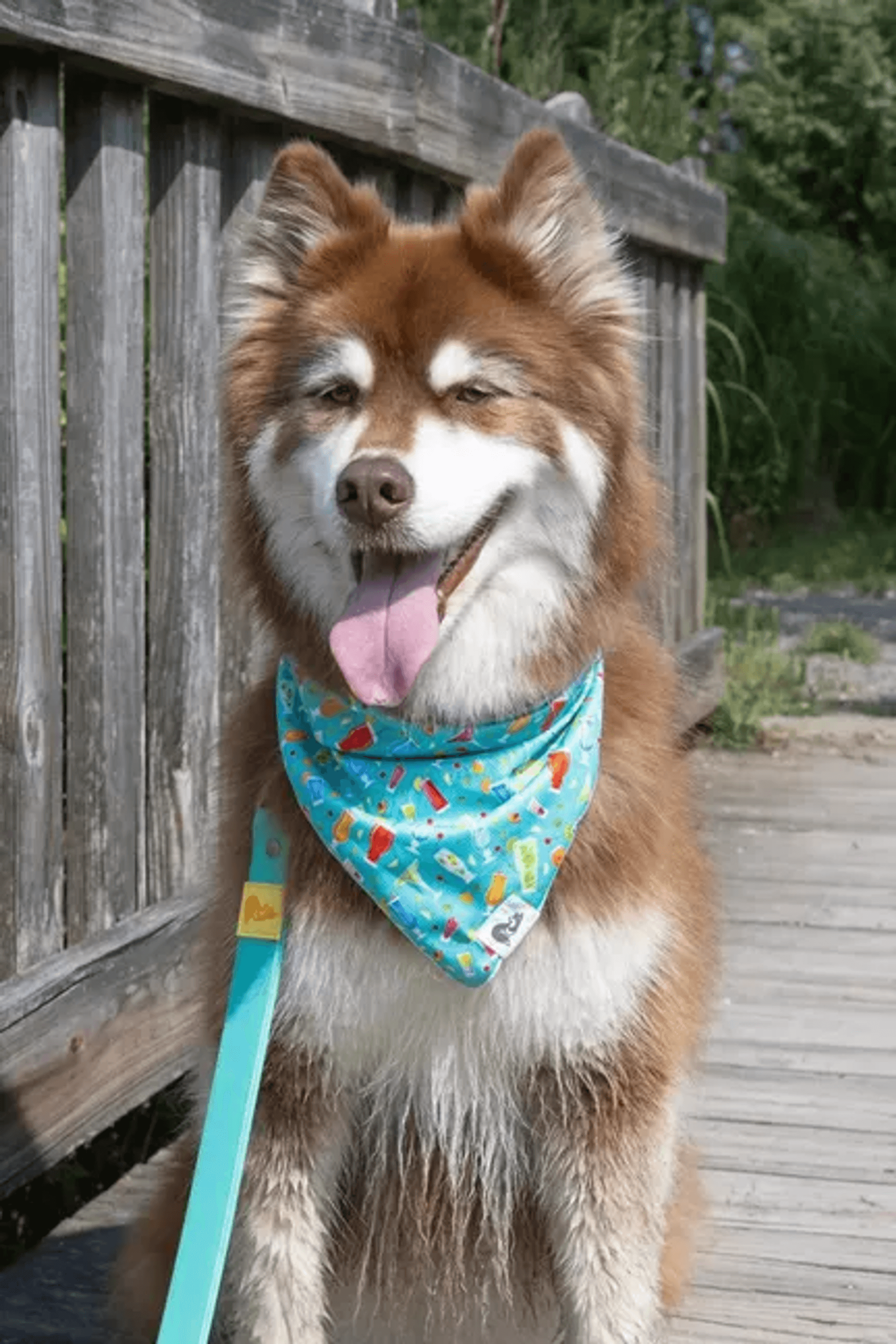 Seaside Sips Dog Bandana