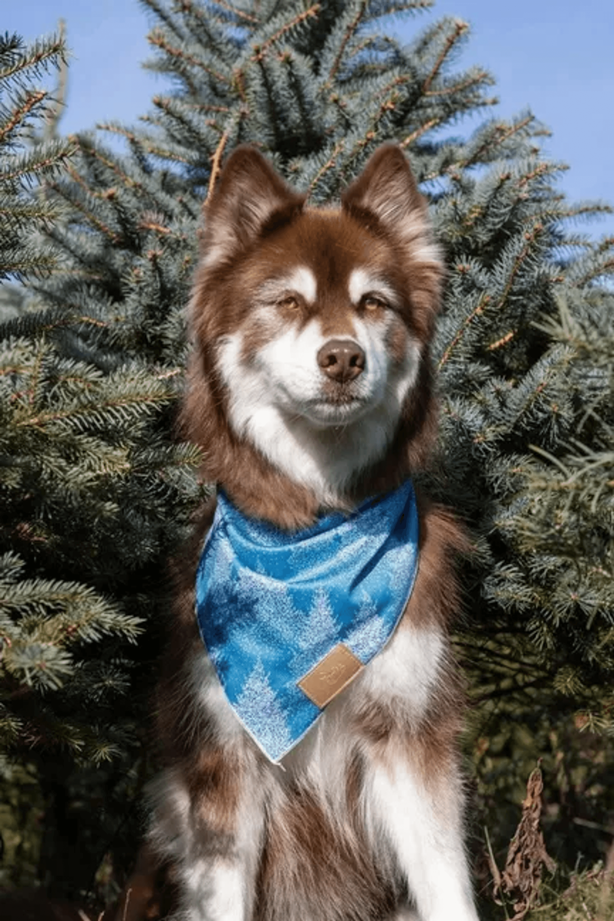Siberian Spruce Dog Bandana