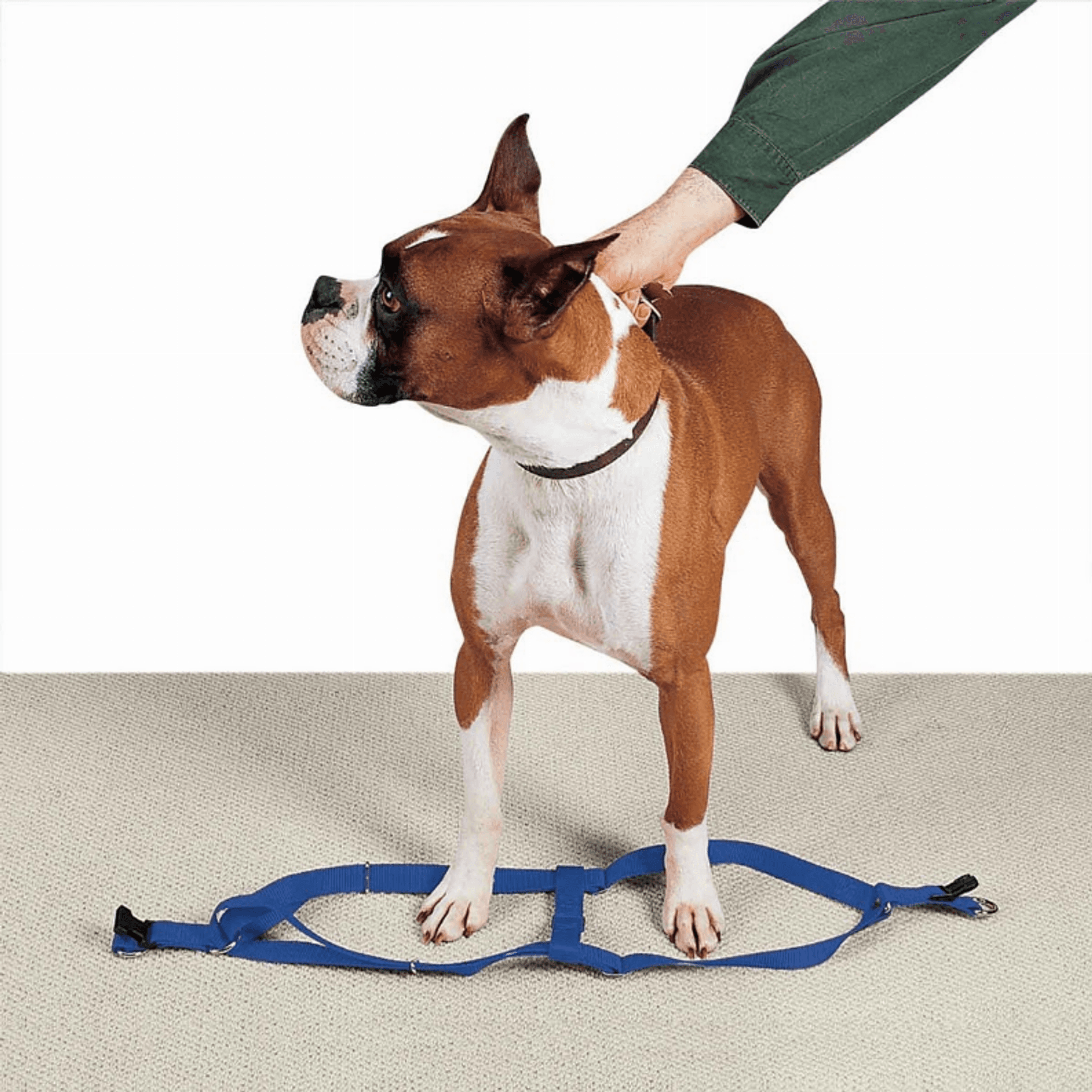 CC Nylon 2 Step Harness 9-15In Blu