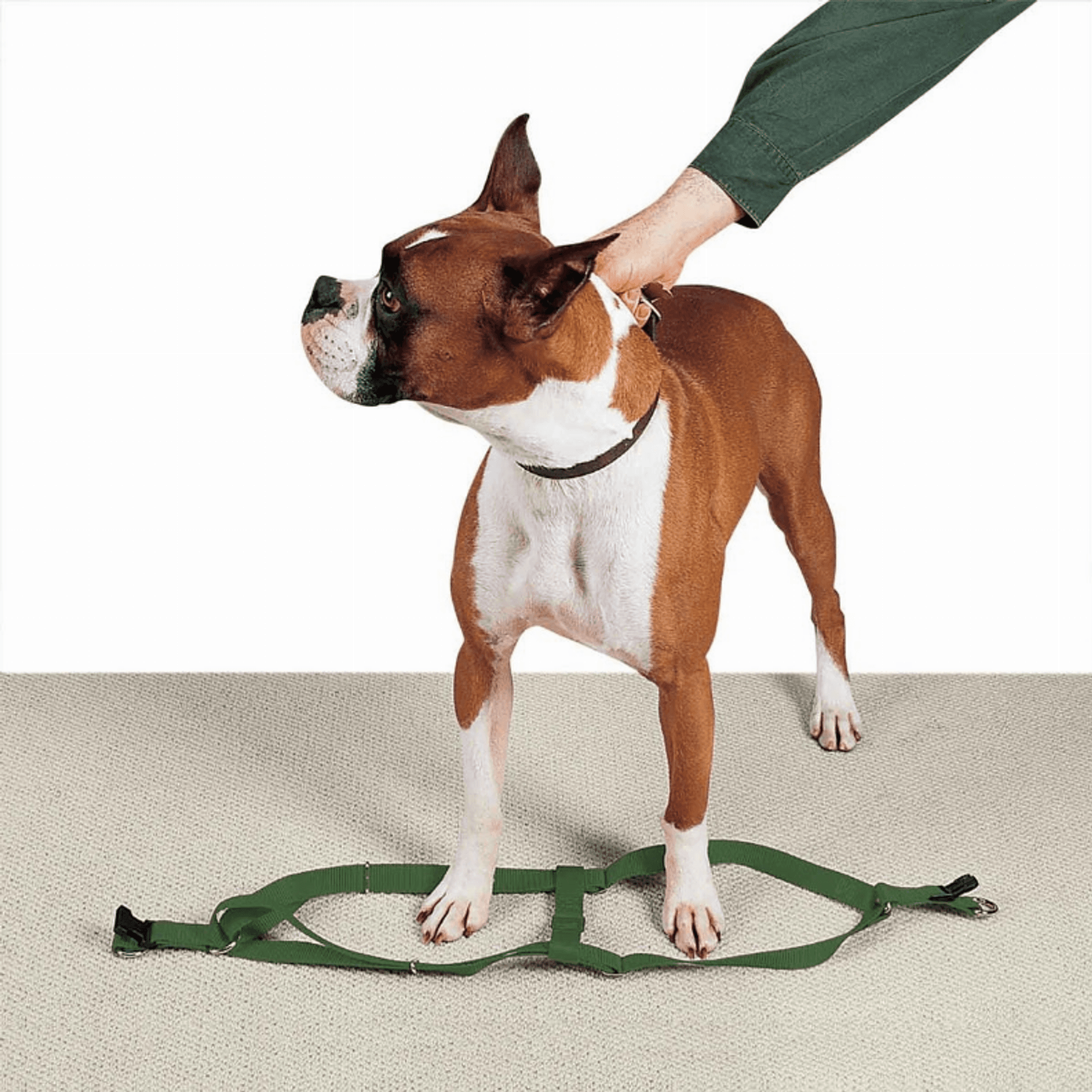 CC Nylon 2 Step Harness 15-25In Grn
