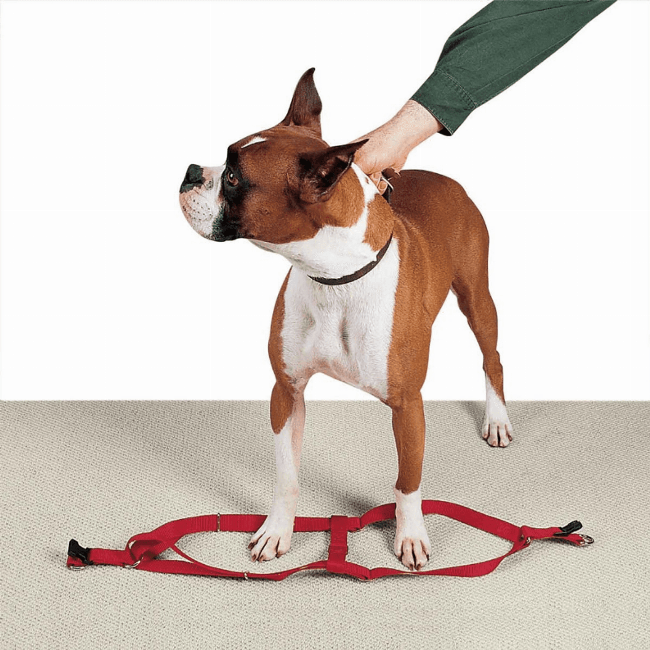 CC Nylon 2 Step Harness 15-25In Red