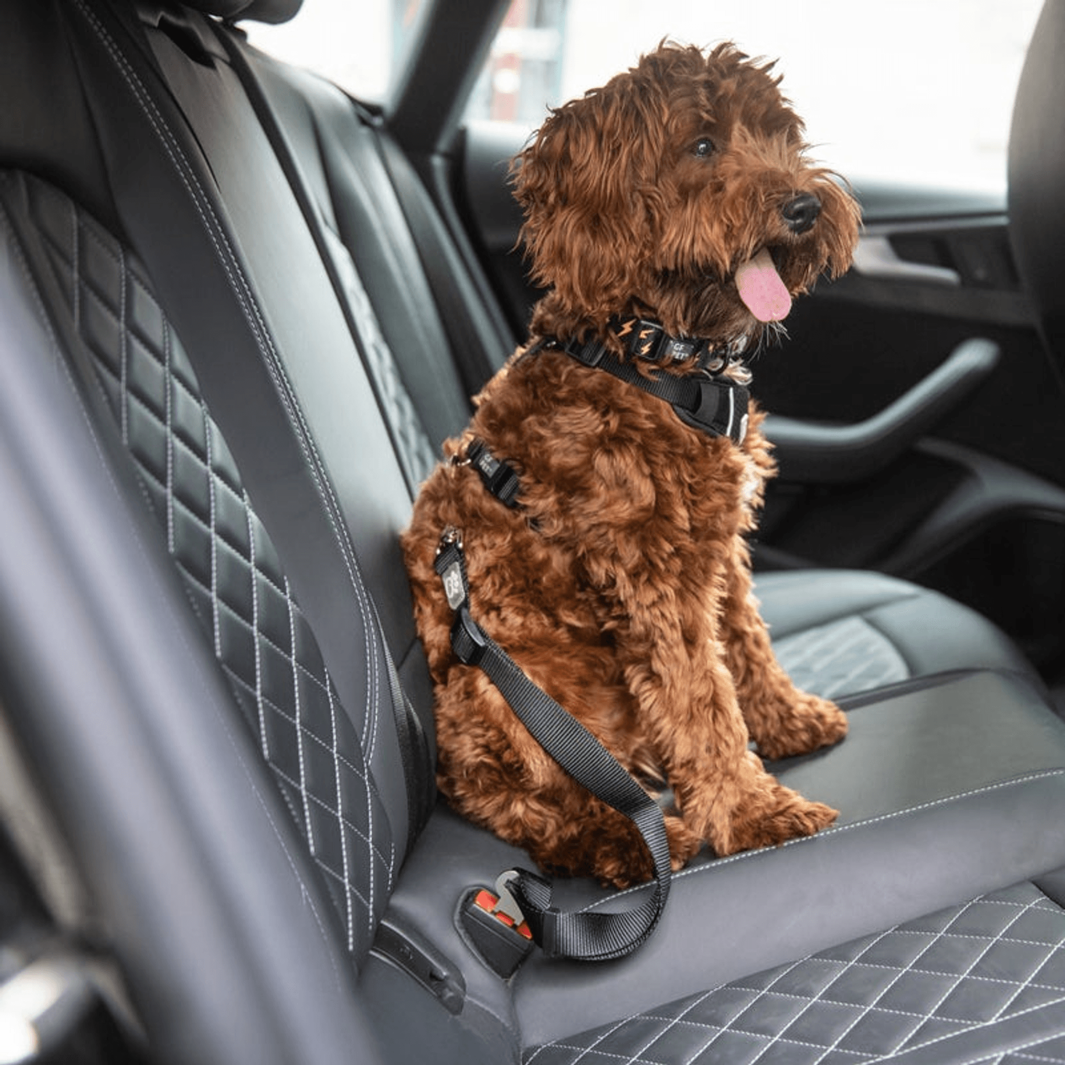 GF Pet Pet Seat Belt Tether Black